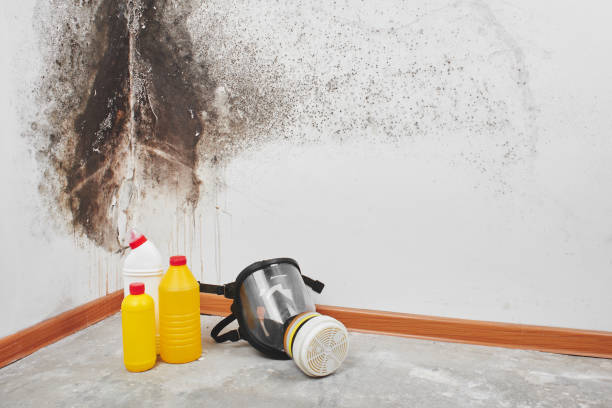Best Black Mold Removal  in Cliffside Park, NJ