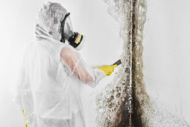 Professional Mold Removal in Cliffside Park, NJ