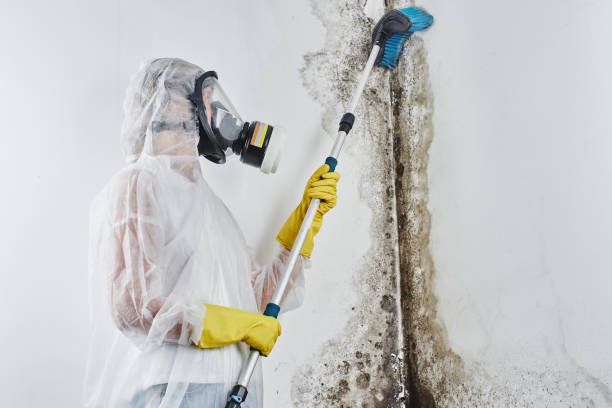 Best Emergency Mold Removal  in Cliffside Park, NJ