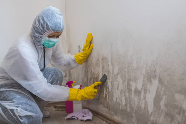 Best Residential Mold Removal  in Cliffside Park, NJ