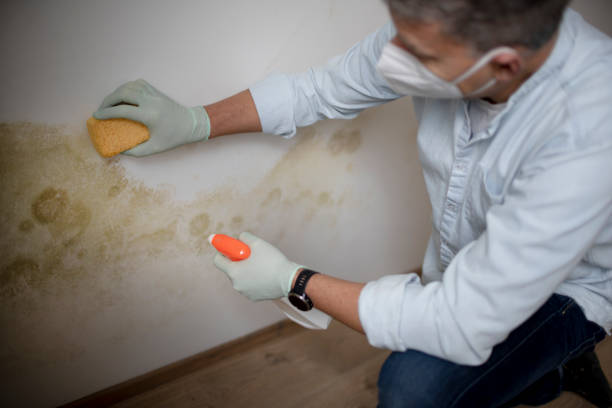 Best Mold Testing  in Cliffside Park, NJ