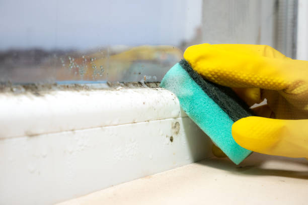 Best Home Mold Removal  in Cliffside Park, NJ