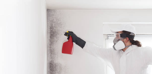Best Professional Mold Removal  in Cliffside Park, NJ