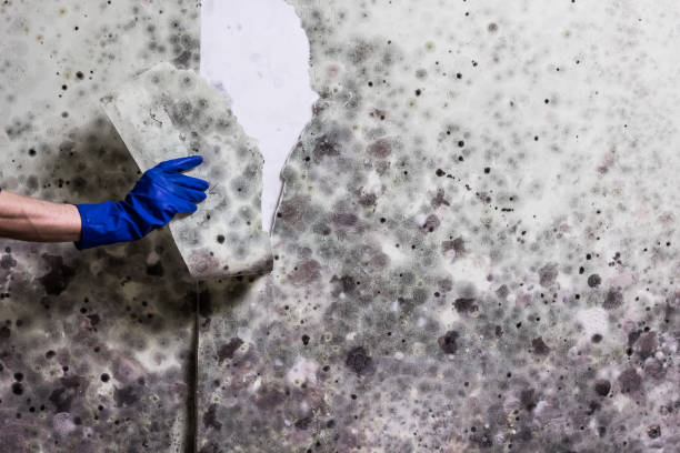 Attic Mold Removal in Cliffside Park, NJ